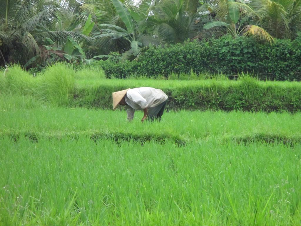 Ancut Sari Hotel Ubud  Luaran gambar
